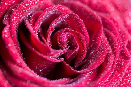 Red Rose with Drops Close Up thumbnail