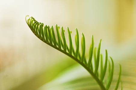closeup photo of green leafed plant thumbnail