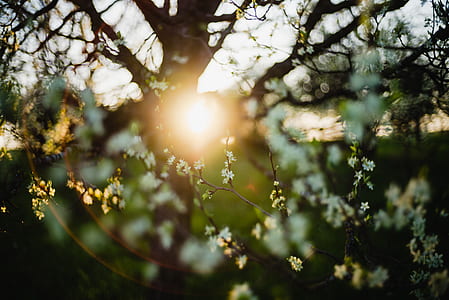 shallow focus photo of white flowers with sunlight thumbnail
