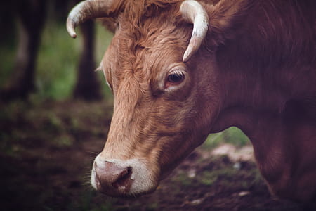 animal, head, bull, cow thumbnail