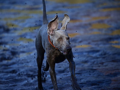 gray dog thumbnail