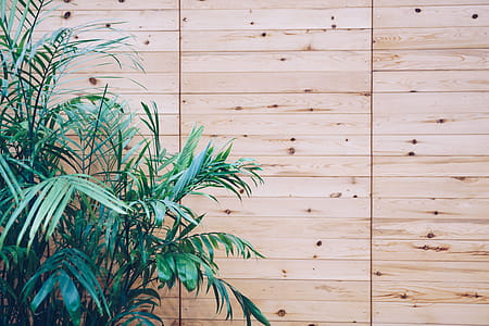 House Plant On Wooden Slat Wall Photo thumbnail