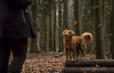 dog standing on driftwood thumbnail