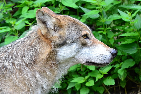 photo of short-coated tan wolf next to green leaf plant during daytime thumbnail