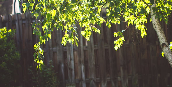 tree beside wooden fence thumbnail