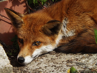 view of red fox thumbnail
