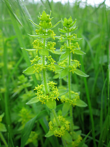 Cruciata Laevipes, Crosswort thumbnail