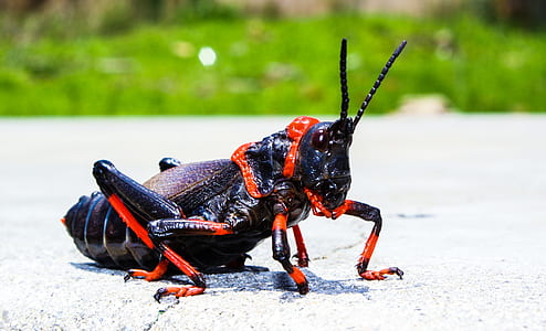 black and orange grasshopper on gray concrete pavement during daytime thumbnail