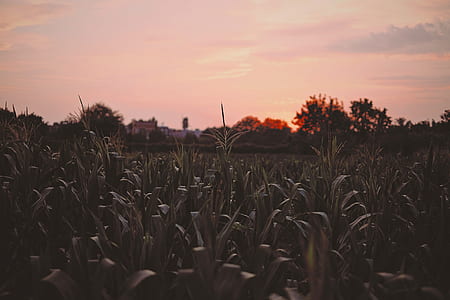 corn field during nightfall thumbnail