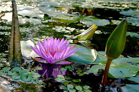 purple waterlily on water with lily pads closeup photography at daytime thumbnail