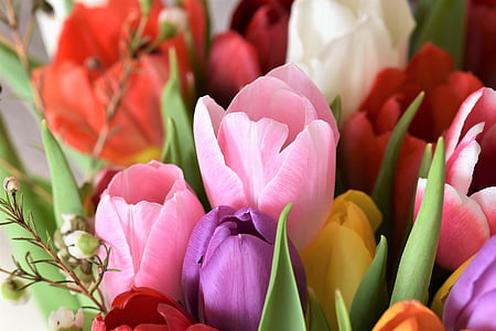 bouquet of assorted-color tulip flowers thumbnail