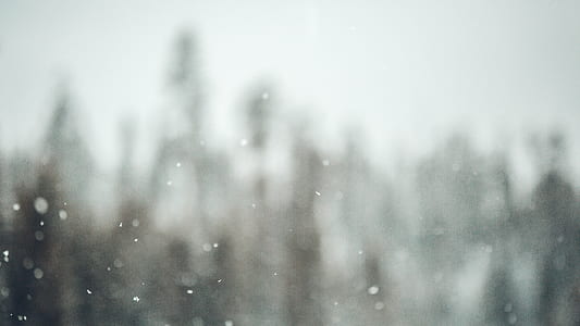 snow, trees, snowfall, snowflakes thumbnail