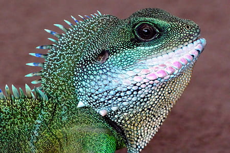 green and white iguana thumbnail