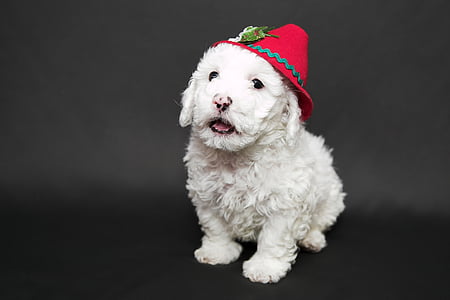 white puppy wearing red hat thumbnail