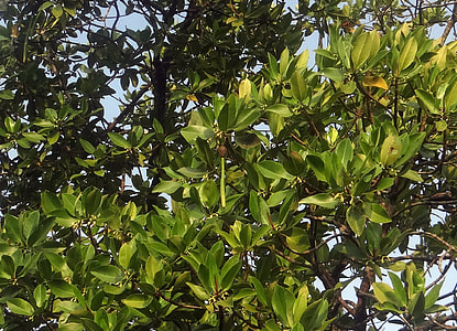 Rhizophora Apiculata, Red Mangrove thumbnail