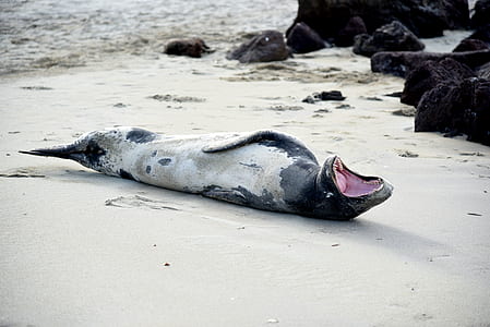 seal rolling on sand thumbnail