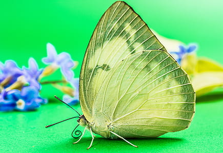 closeup photography of butterfly thumbnail