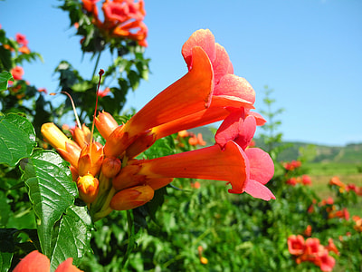 Trumpet Creeper, Camps Radic thumbnail