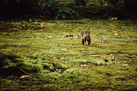 brown squirrel on green grass field thumbnail
