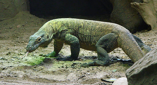 brown komodo dragon on brown sand thumbnail