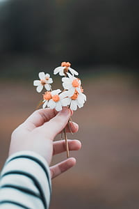 person holding white petaled flowers thumbnail