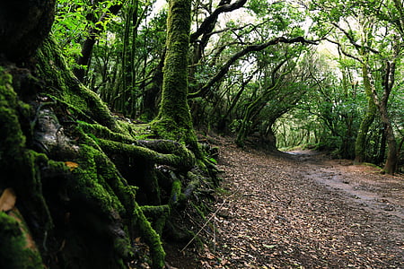 pathway near tall and green trees thumbnail