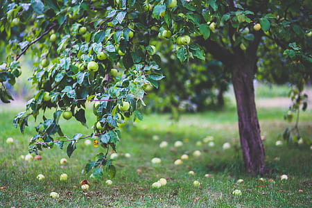 Apple tree thumbnail
