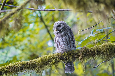 gray and white owl on tree branch thumbnail