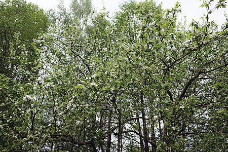 Spring trees thumbnail