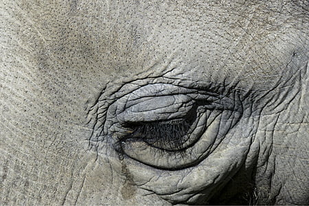 close up photography of elephant's eye thumbnail