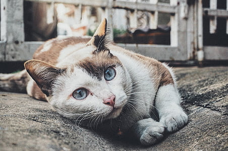 shallow focus photography of short-coated white and brown cat thumbnail