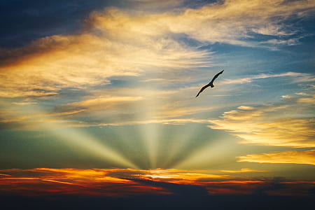 silhouette of bird flying during sunset thumbnail
