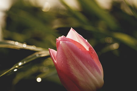 grass, petals, plant, blur thumbnail