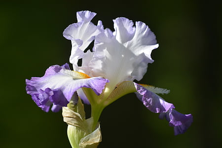 close-up photography of white and purple iris flower thumbnail