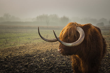 shallow focus photo of yak thumbnail