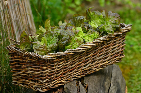 close-up photo of plant on basket thumbnail