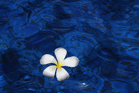 white petaled flower painting with blue background thumbnail