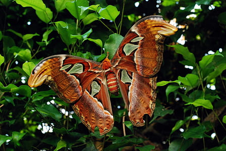 Photo of Red and Yellow Butterfly during Daytime thumbnail