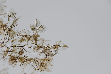 closeup photo of brown petaled plant thumbnail