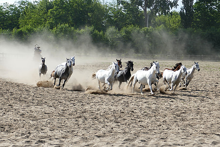 herd of galloping horses on sand thumbnail