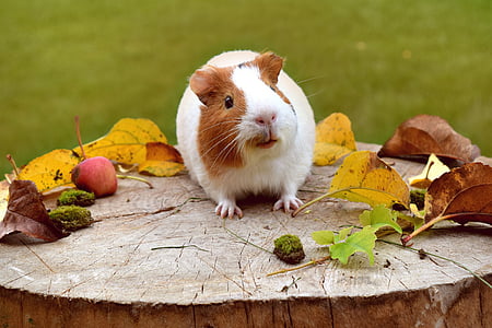 white and brown hamster on slab thumbnail