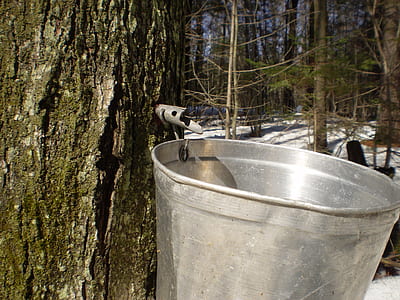 closeup photo of stainless steel bucket attached on maple tree thumbnail