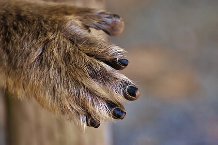 barbary ape, hand, foot, endangered species, monkey mountain salem, animal thumbnail