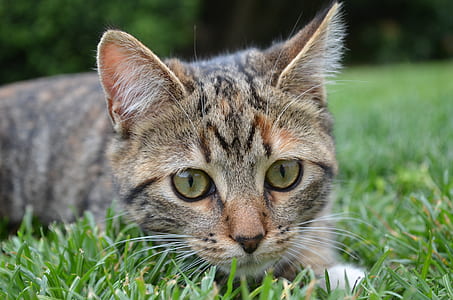 brown tabby cat thumbnail