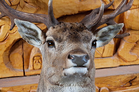 brown deer thumbnail