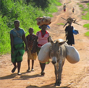 people walking next to donkey walking on dirt during daytime thumbnail