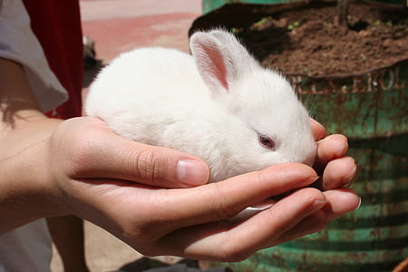 person holding albino rabbit thumbnail