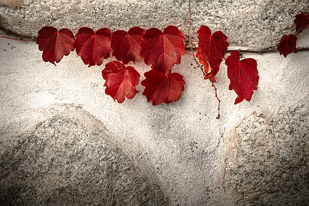 red leaves on concrete wall thumbnail