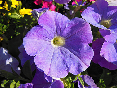 purple flowers during daytime thumbnail