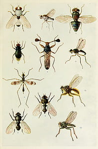 flying insects poster thumbnail